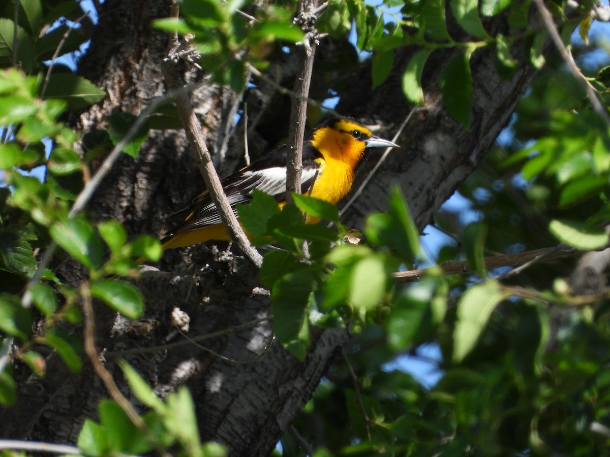 Bullock's Oriole - ML620647169