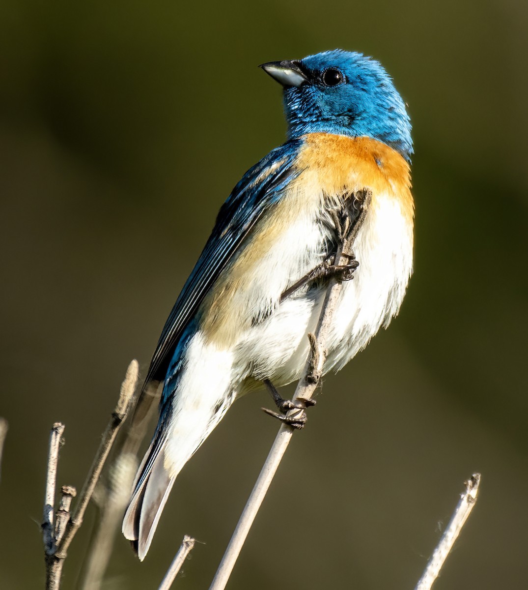 Lazuli Bunting - ML620647170