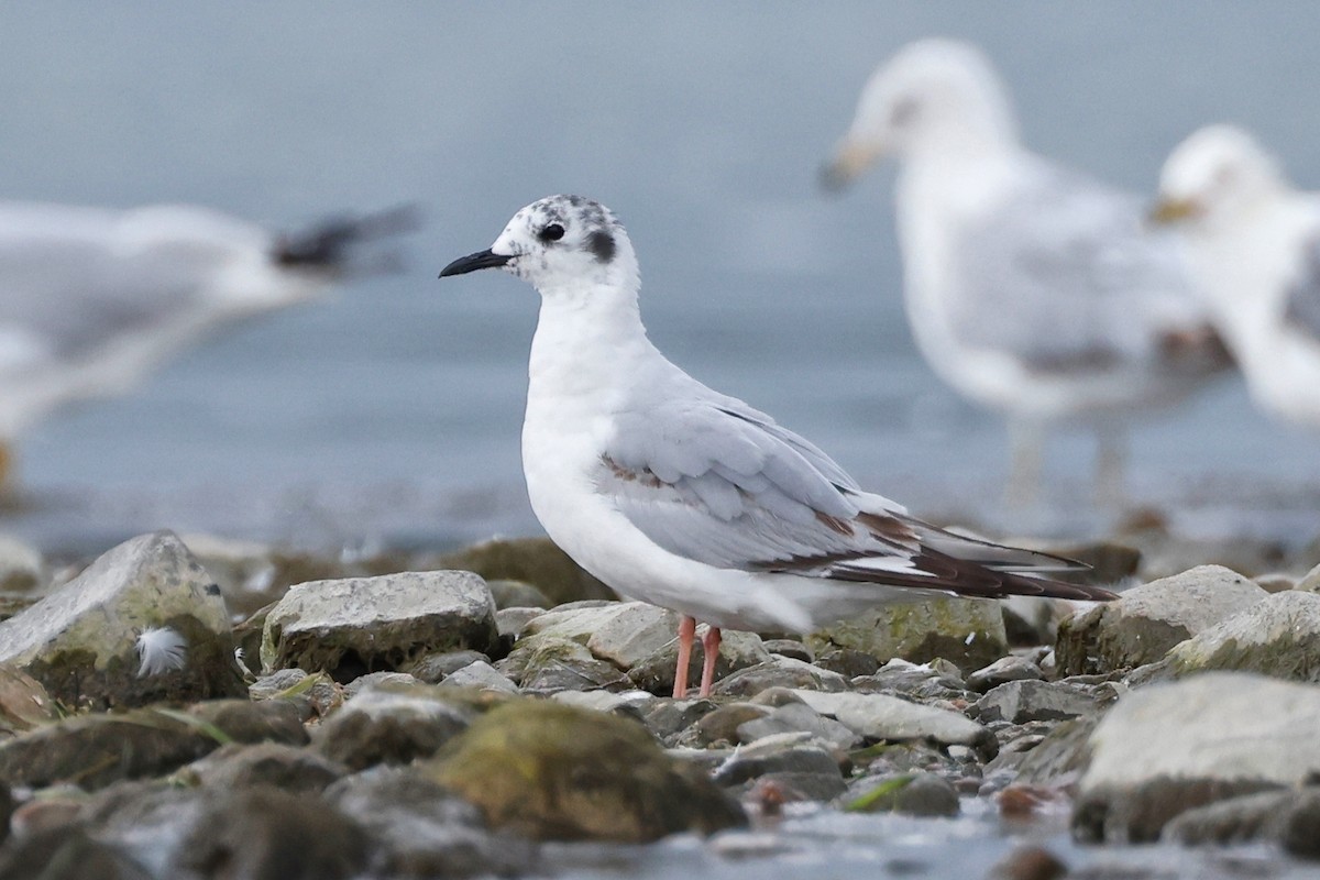 Bonaparte's Gull - ML620647175