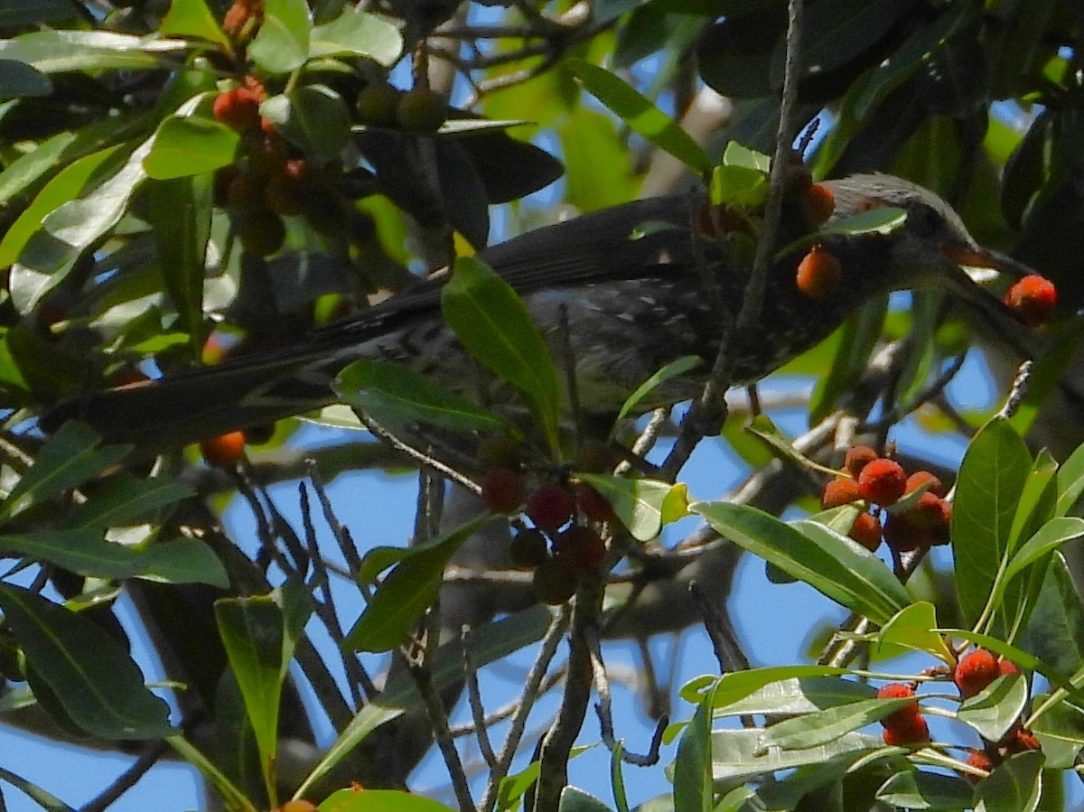 Brown-eared Bulbul - ML620647177