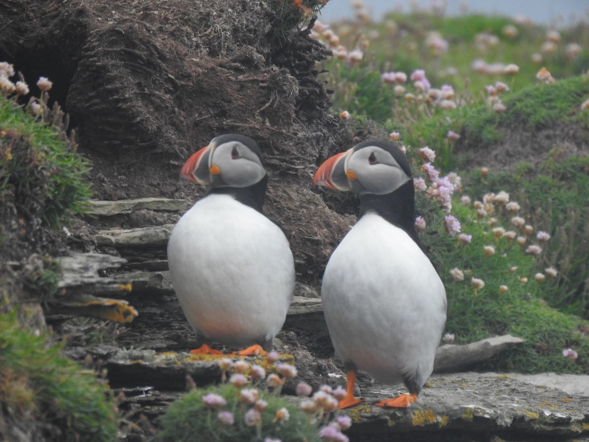 Atlantic Puffin - ML620647181