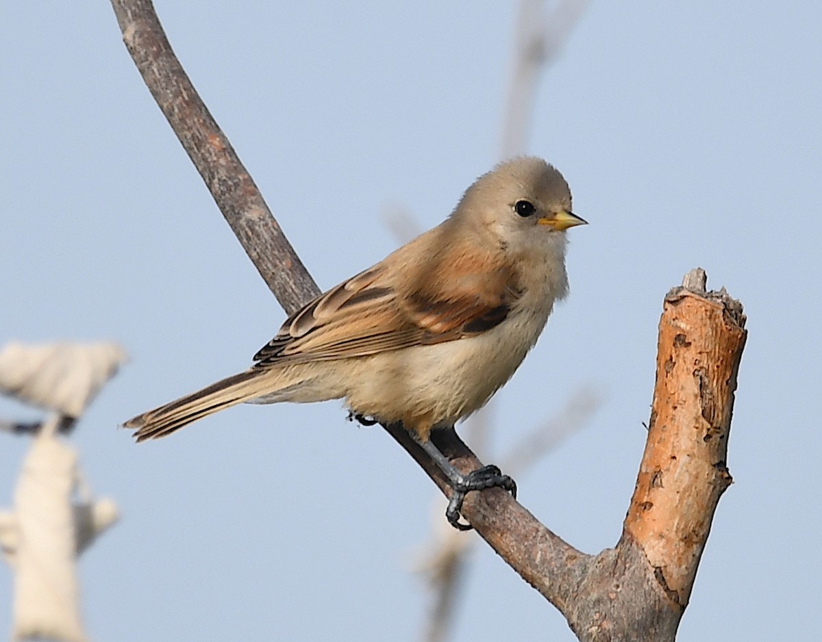 Eurasian Penduline-Tit - ML620647185