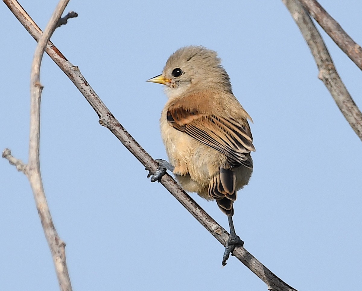 Eurasian Penduline-Tit - ML620647186