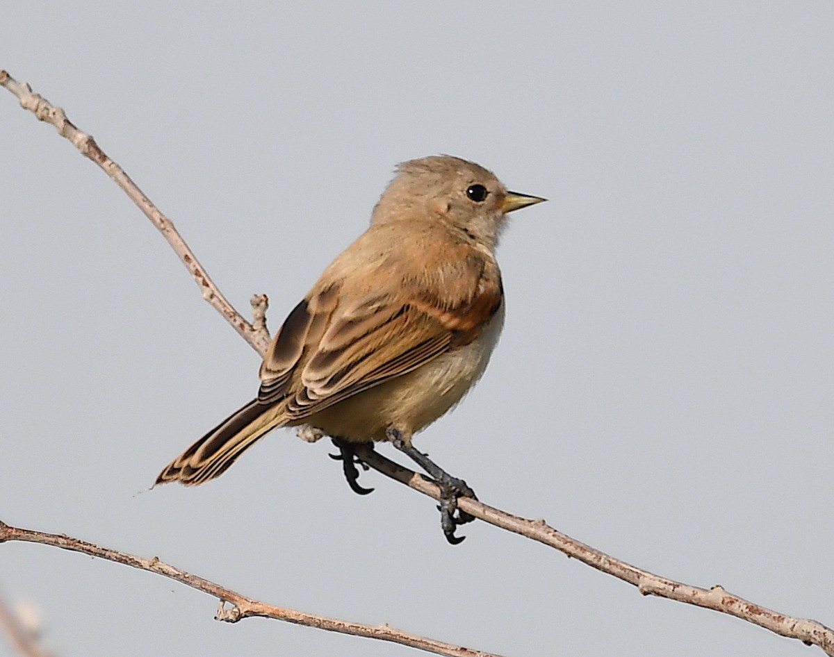 Eurasian Penduline-Tit - Василий Калиниченко