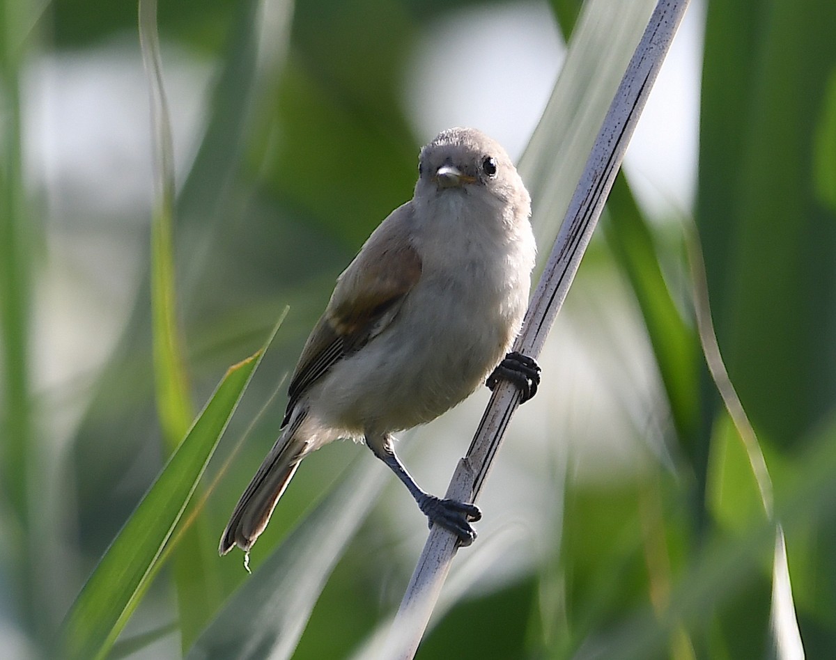 Eurasian Penduline-Tit - ML620647190