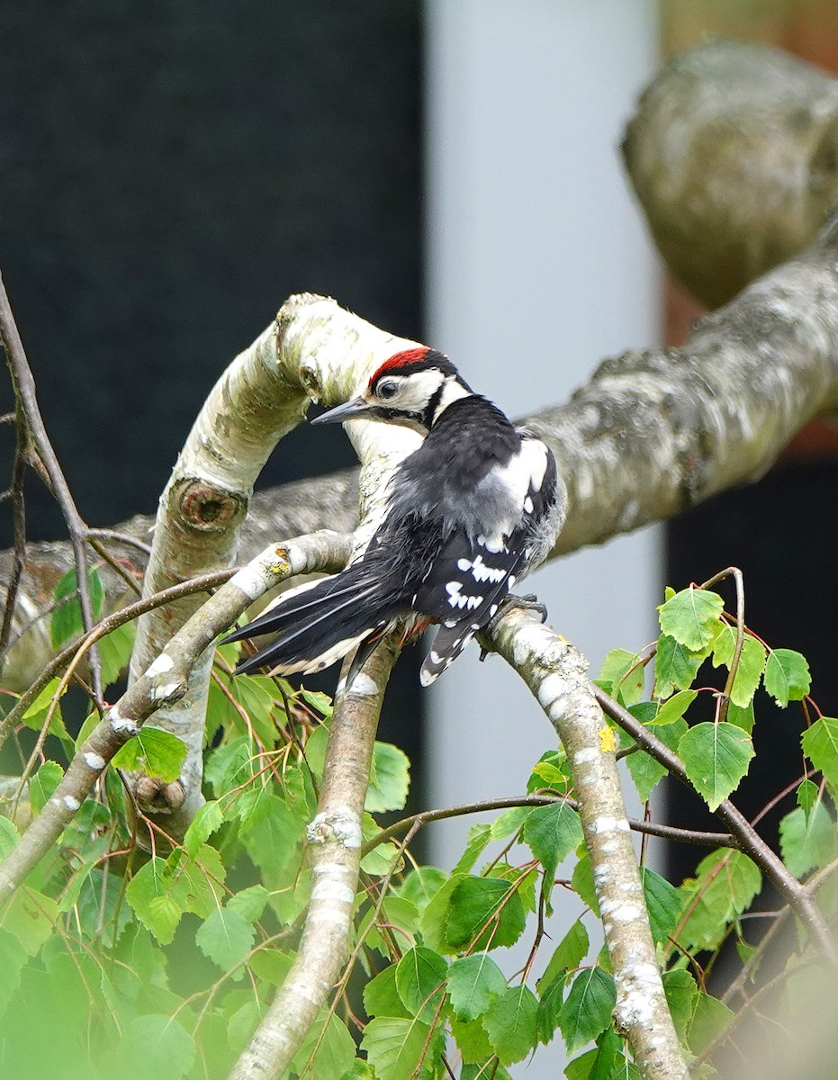 Great Spotted Woodpecker - ML620647191