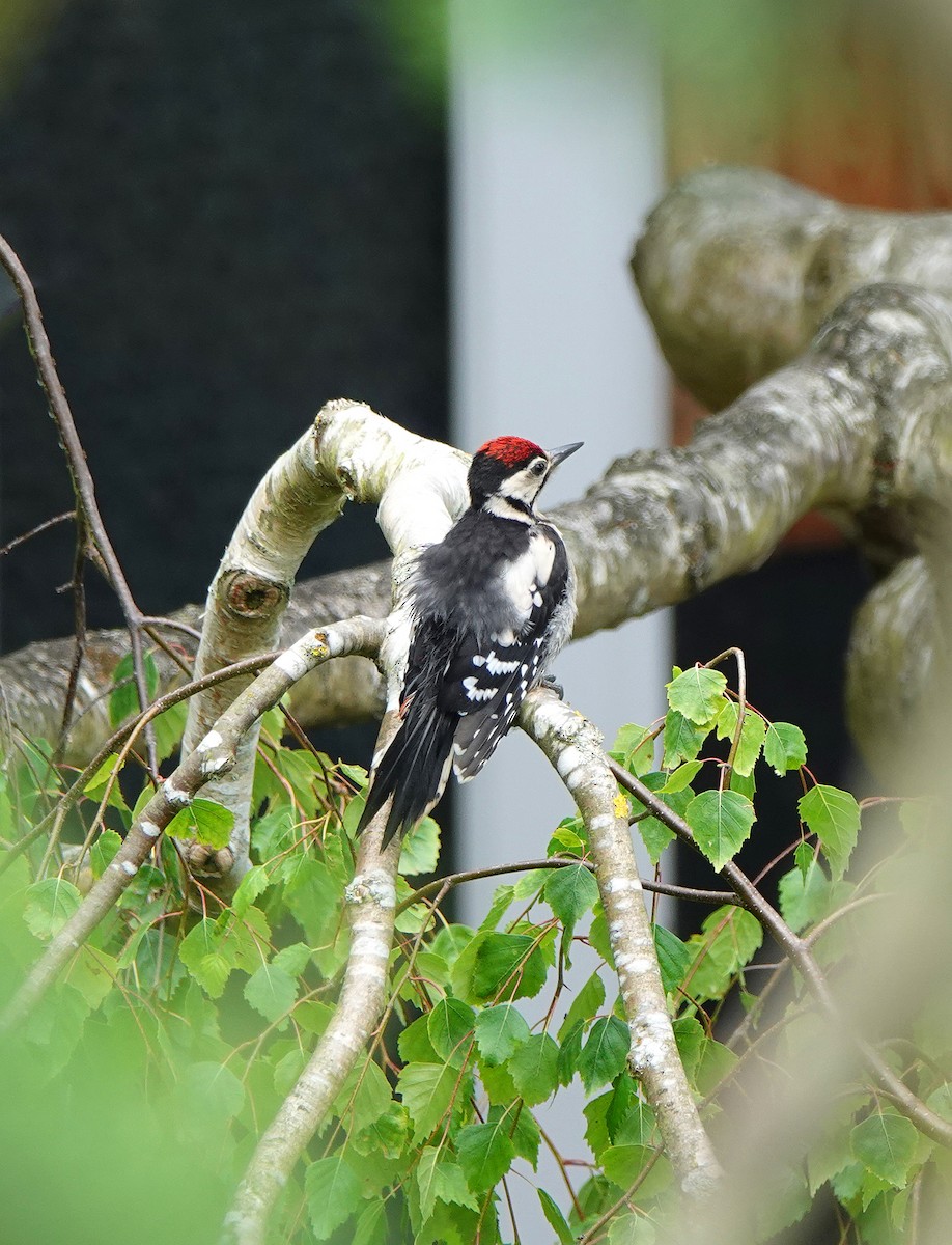 Great Spotted Woodpecker - ML620647192