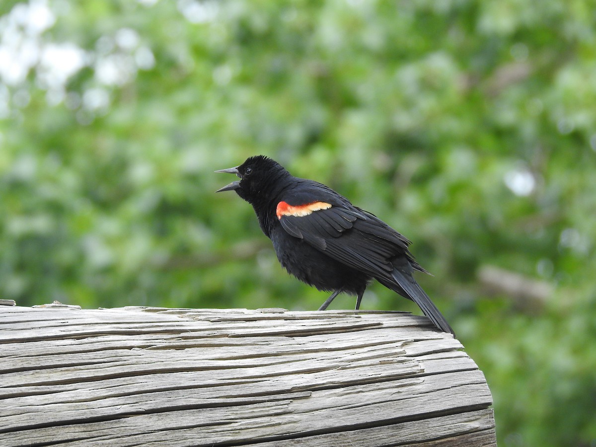 Red-winged Blackbird - ML620647193