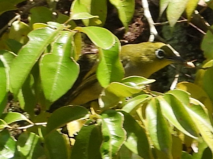 Warbling White-eye - ML620647195