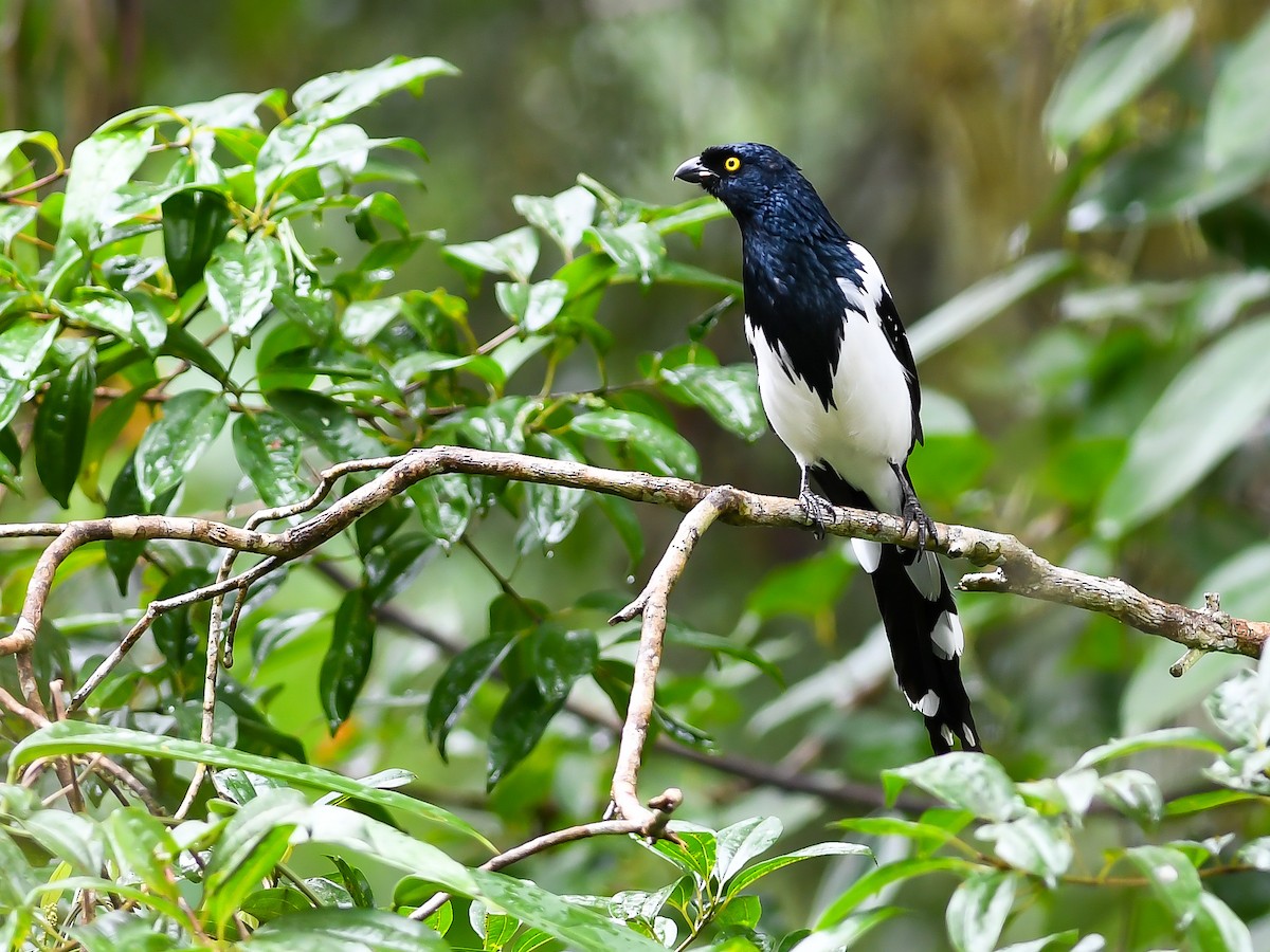 Magpie Tanager - ML620647197