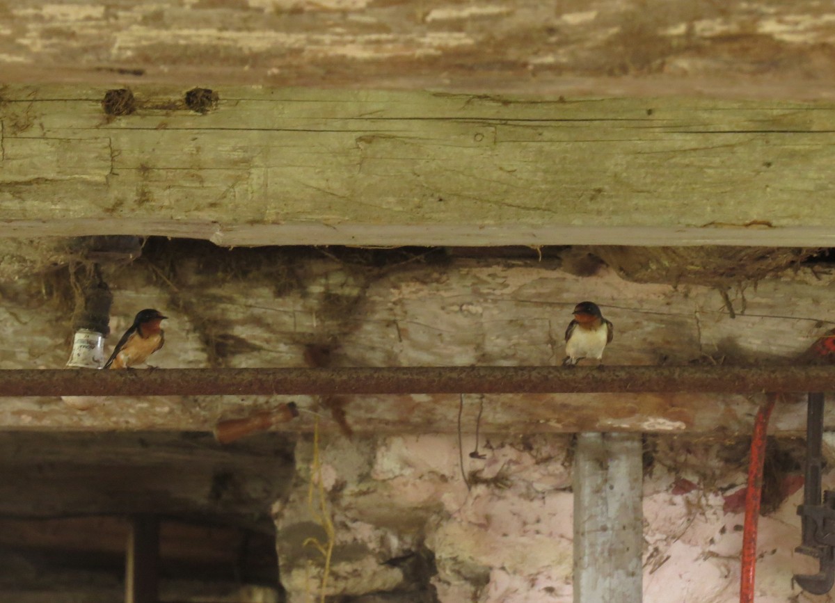 Barn Swallow - ML620647198