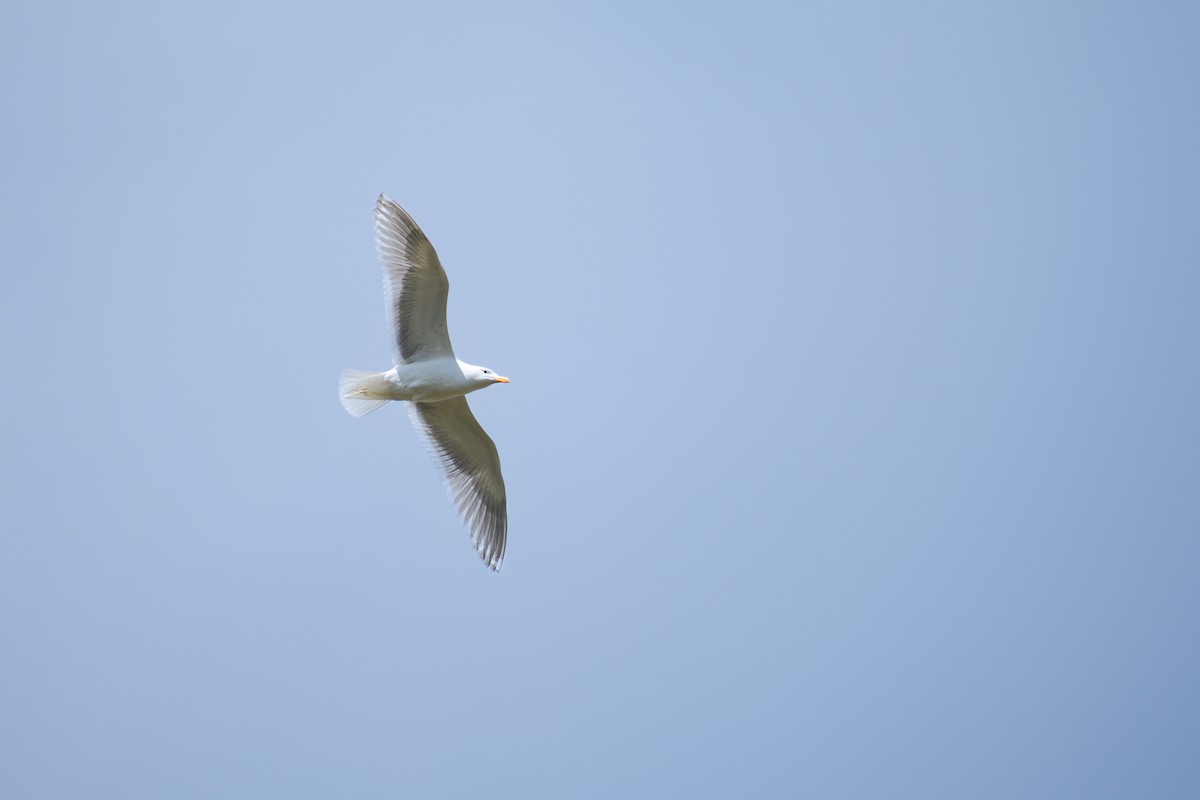 Glaucous-winged Gull - ML620647201