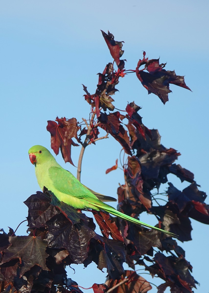 Rose-ringed Parakeet - ML620647202