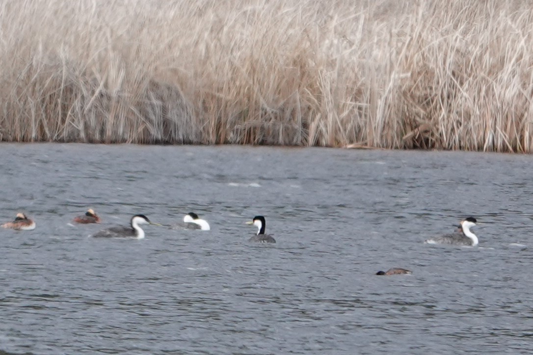 Western Grebe - ML620647205