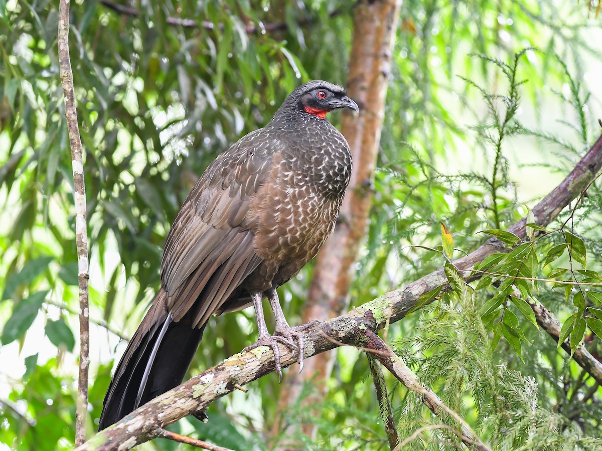 Dusky-legged Guan - ML620647208