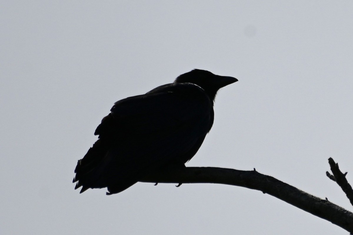 American Crow - ML620647209