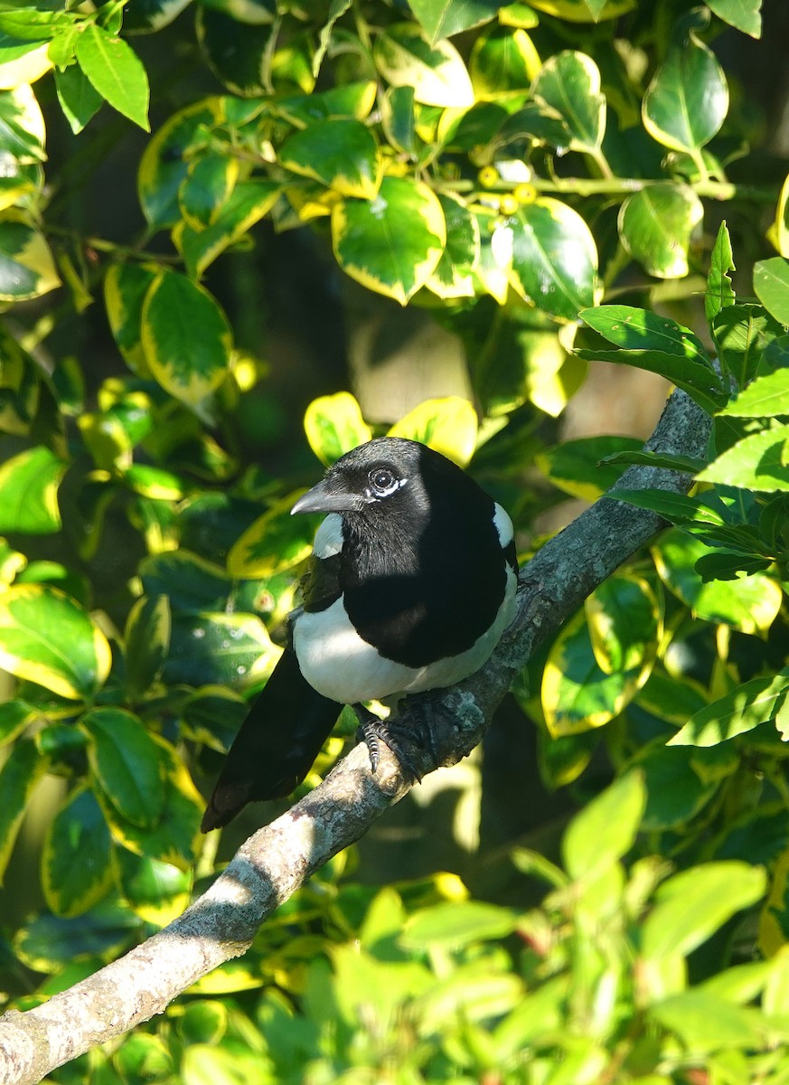 Eurasian Magpie - ML620647211