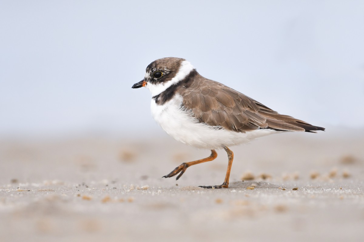 Semipalmated Plover - ML620647214