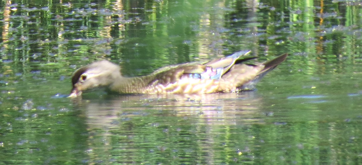 Wood Duck - ML620647216