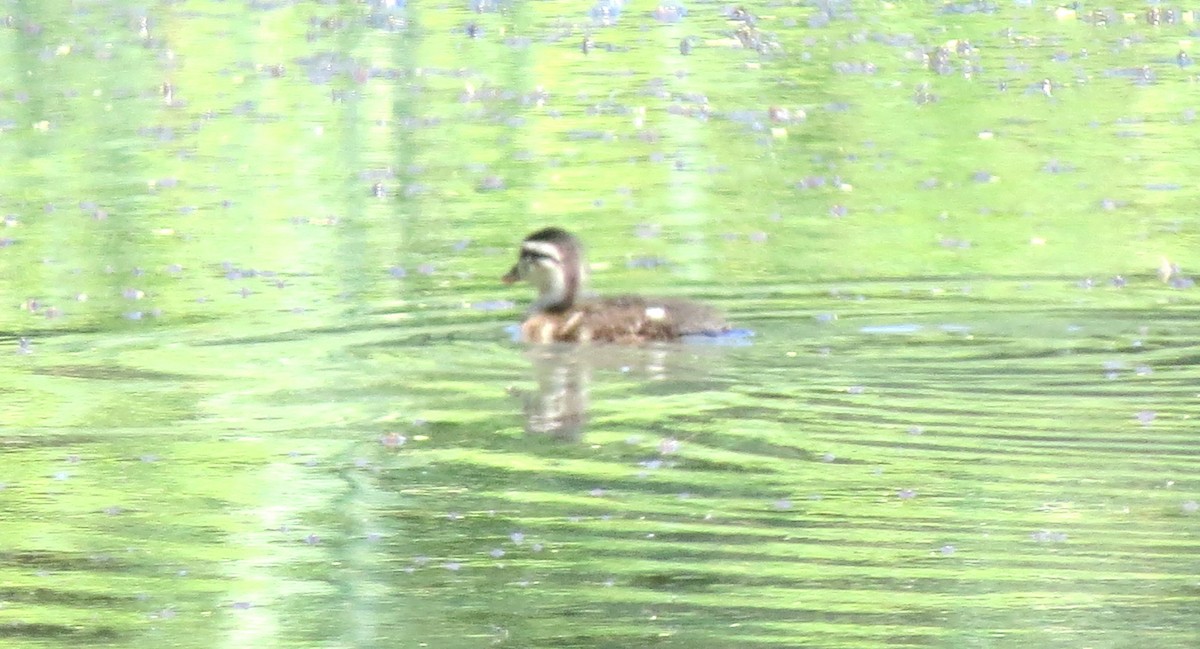 Wood Duck - ML620647218