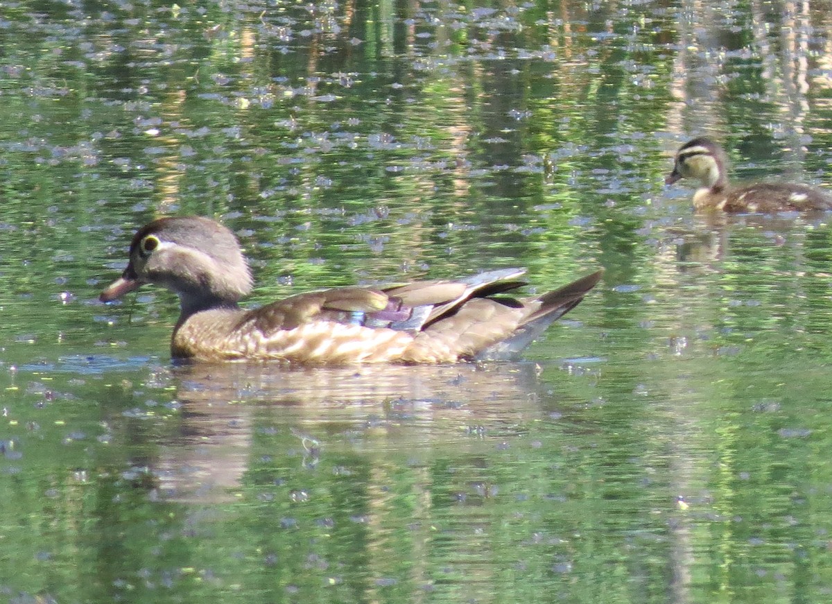 Wood Duck - ML620647220