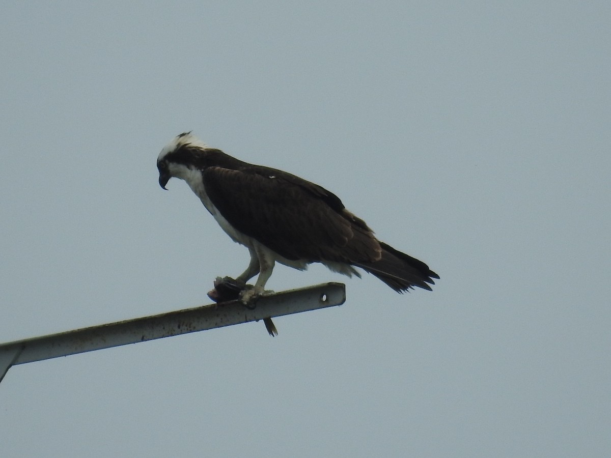 Osprey - ML620647222