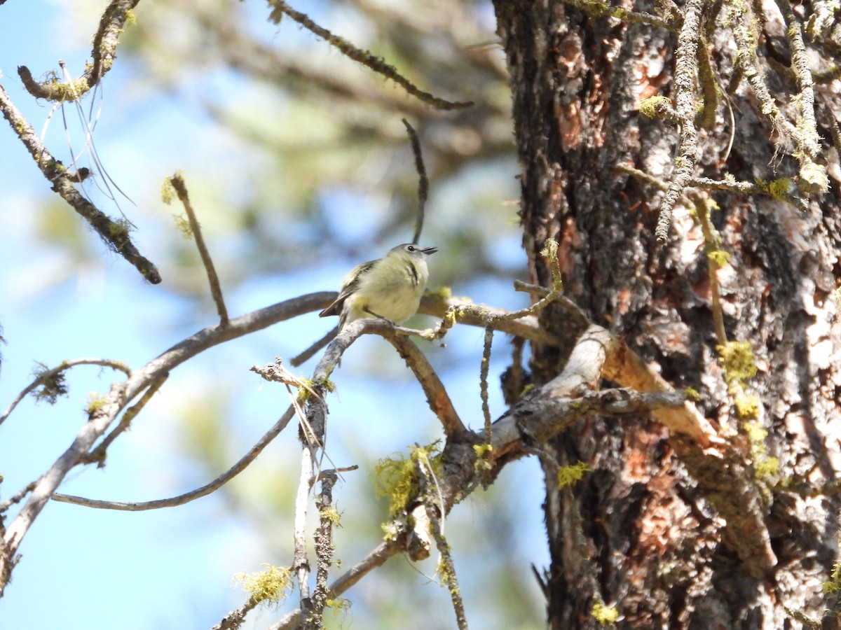 Cassin's Vireo - ML620647223