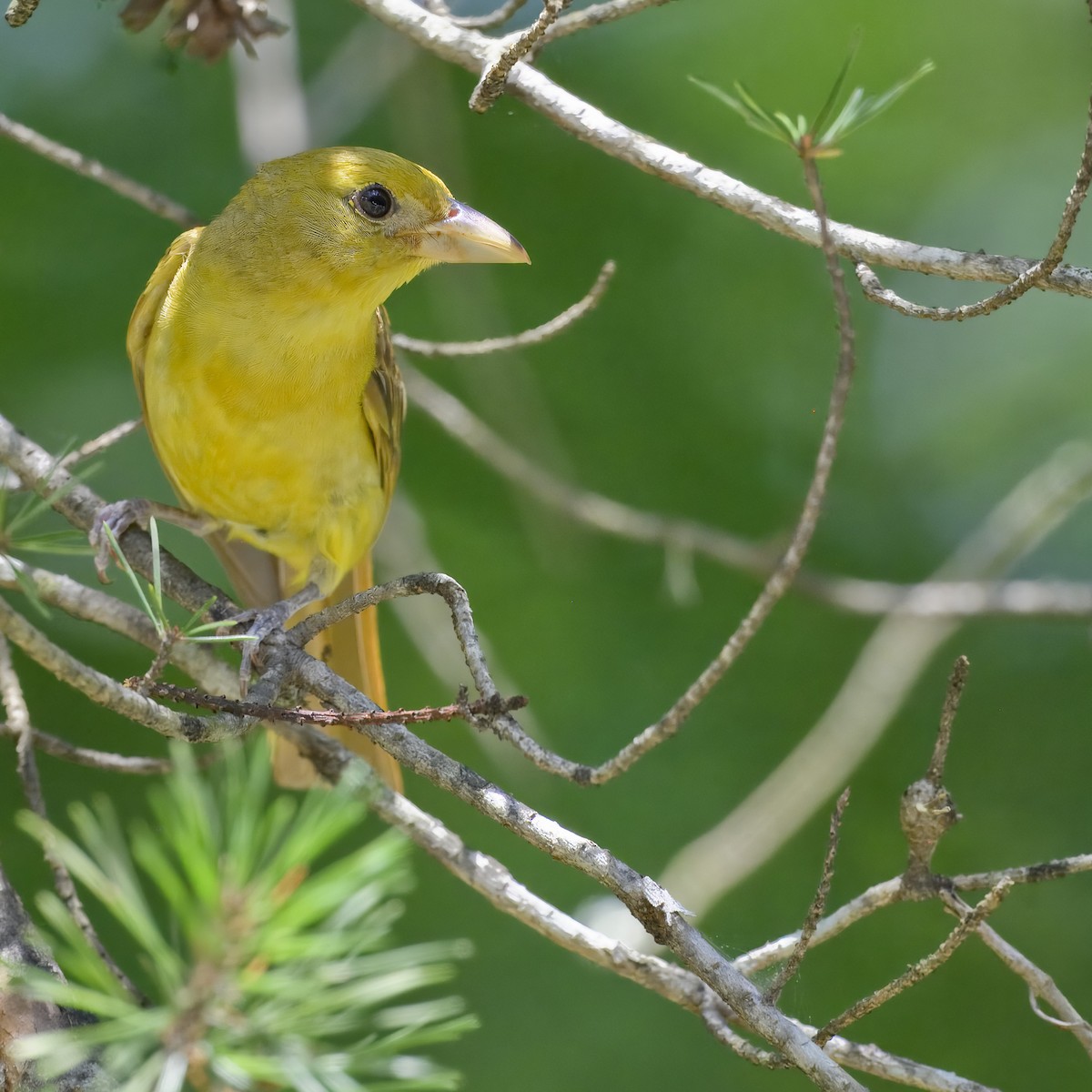 Summer Tanager - ML620647237