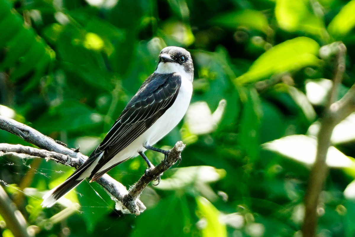 Eastern Kingbird - ML620647238