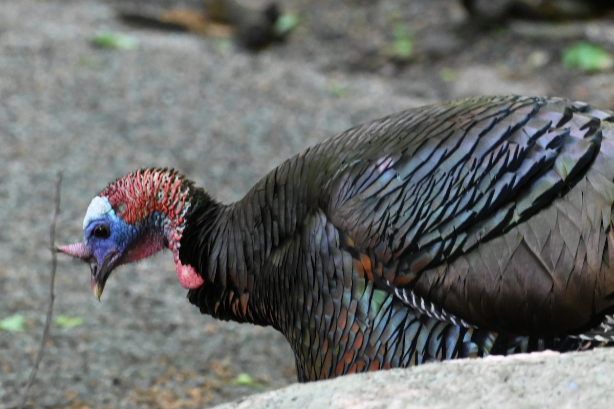 Wild Turkey - ML620647240