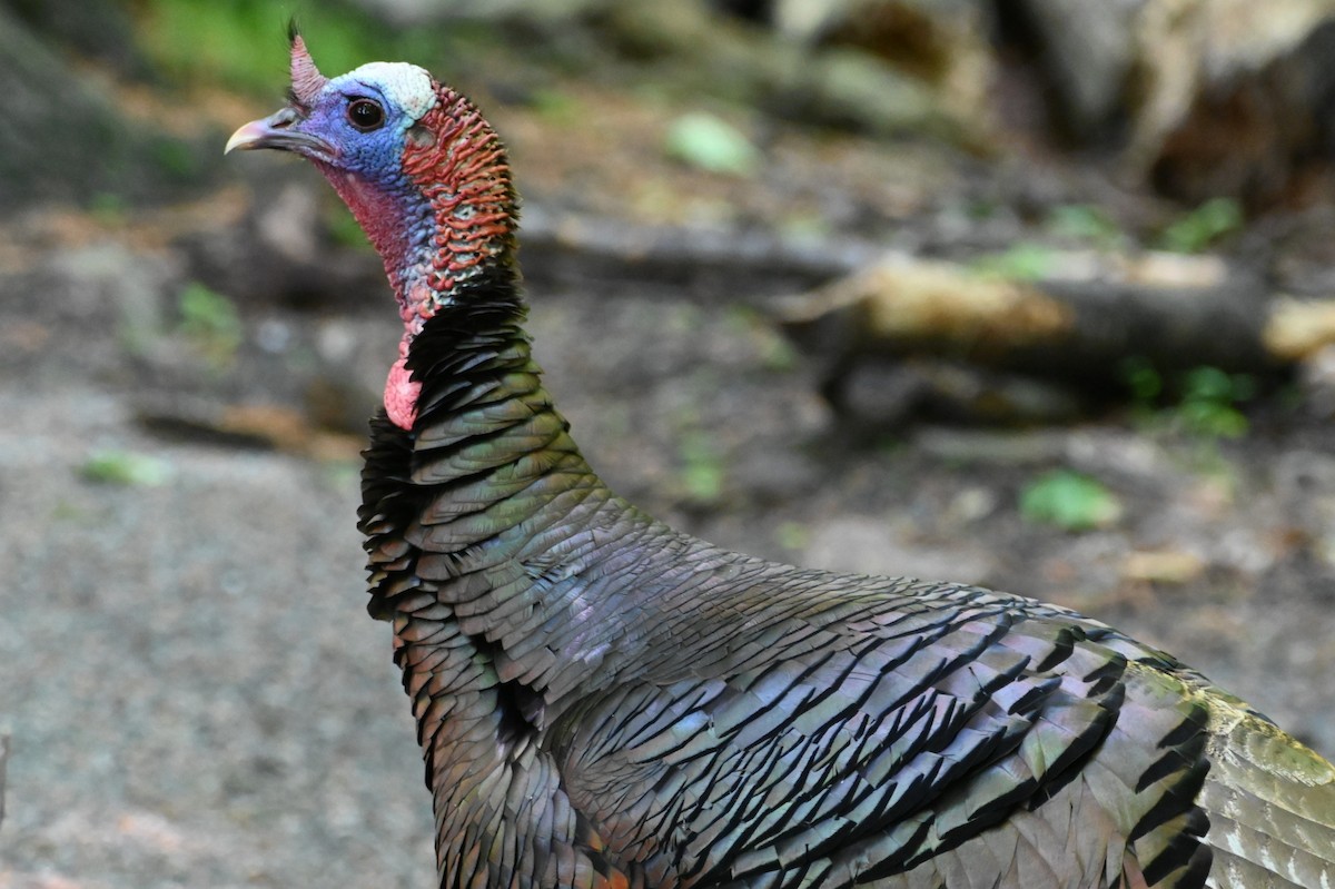 Wild Turkey - ML620647243