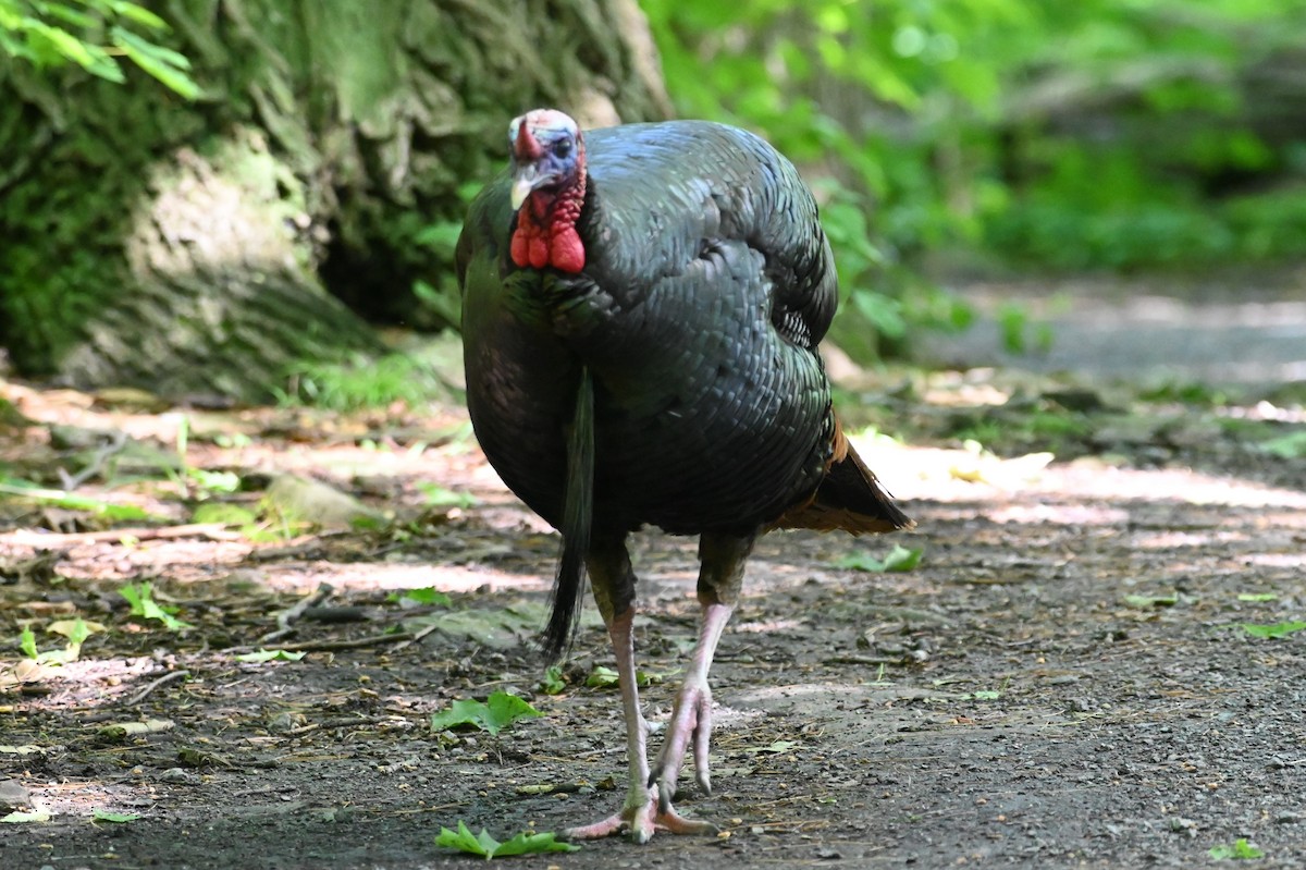 Wild Turkey - ML620647244