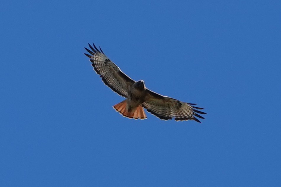 Red-tailed Hawk - ML620647246