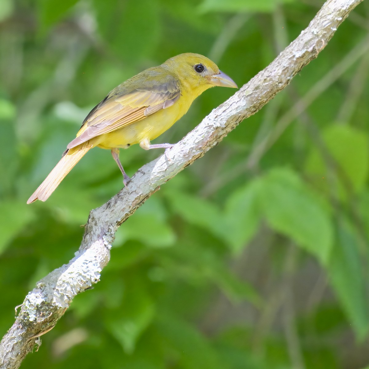 Summer Tanager - ML620647247