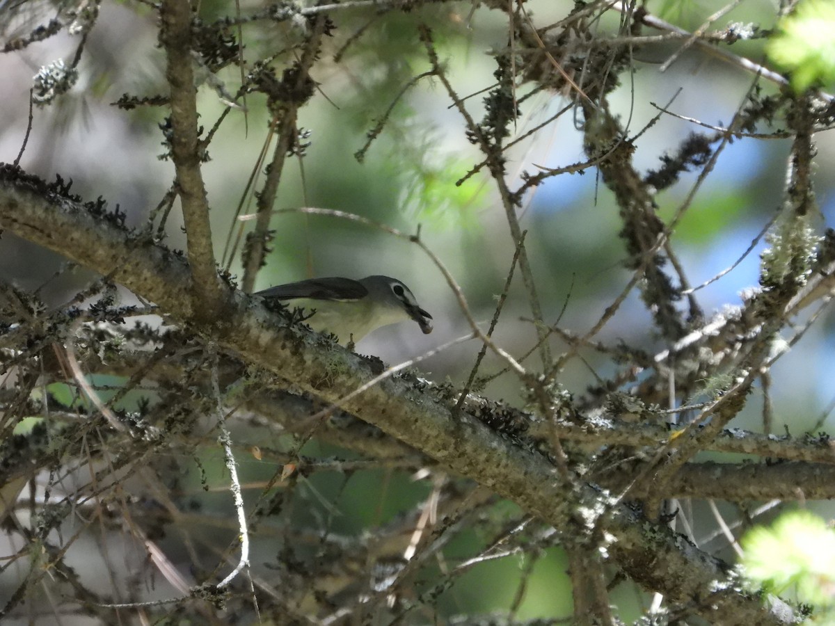 Cassin's Vireo - Quentin Reiser