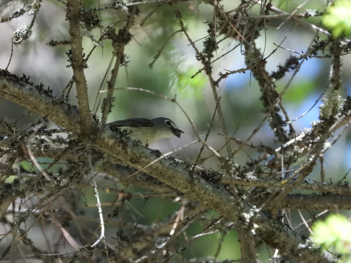 Cassin's Vireo - ML620647253