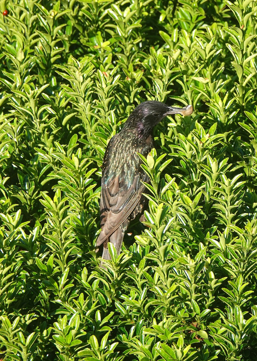 European Starling - ML620647260