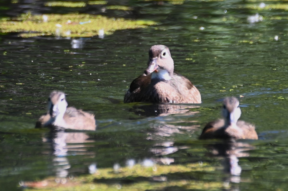 Wood Duck - ML620647262