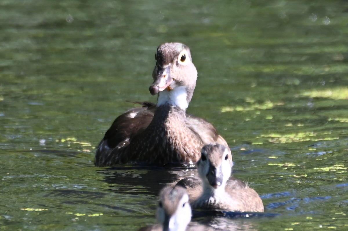 Wood Duck - ML620647263