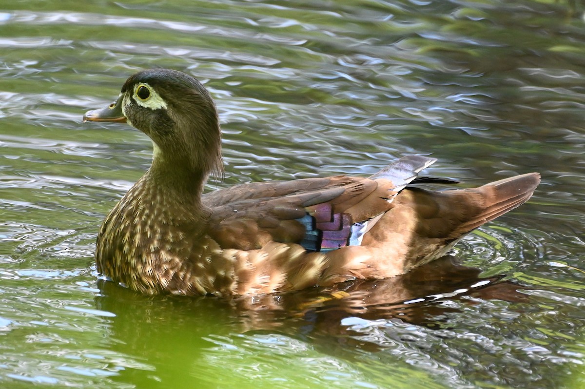 Wood Duck - ML620647266