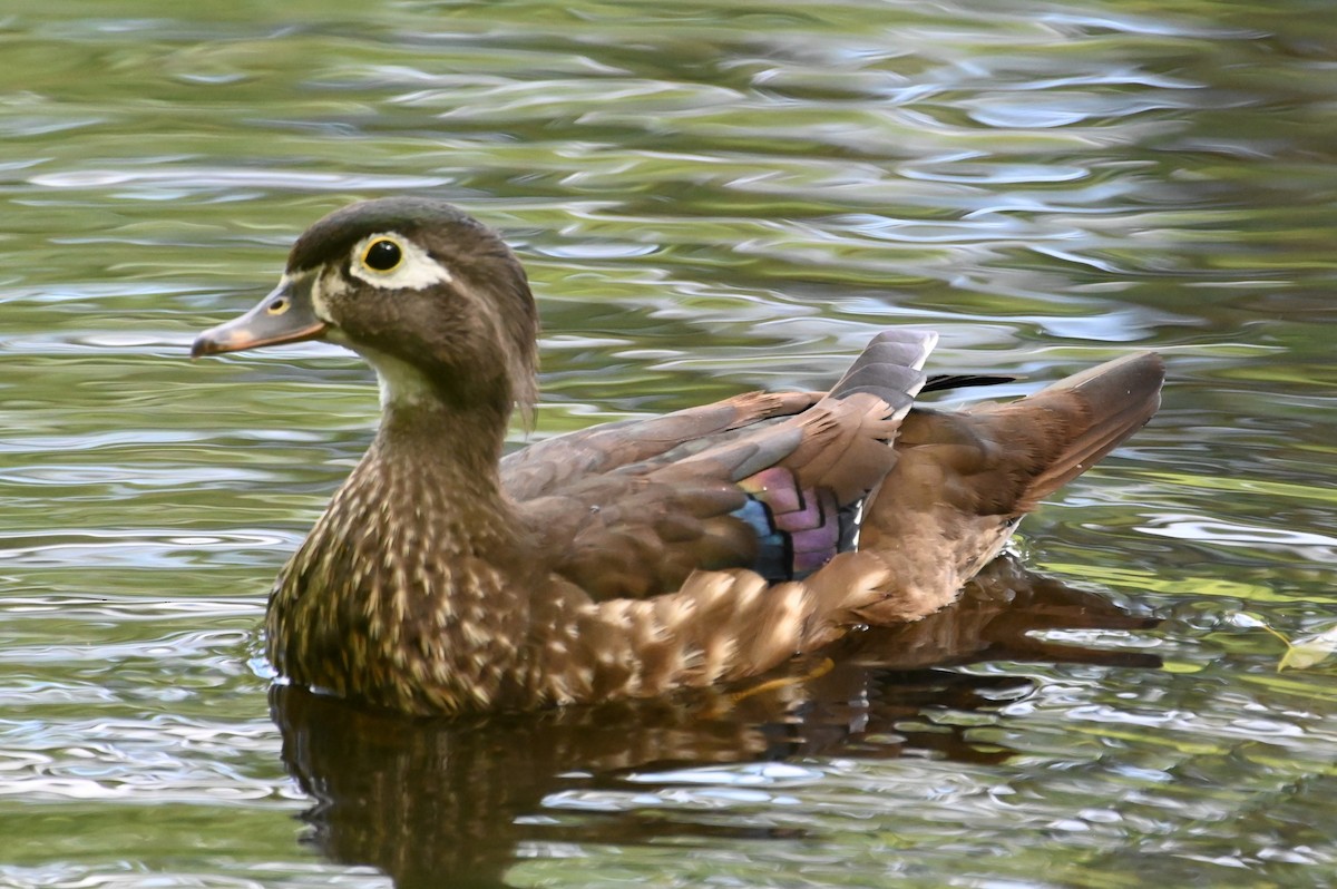 Wood Duck - ML620647268