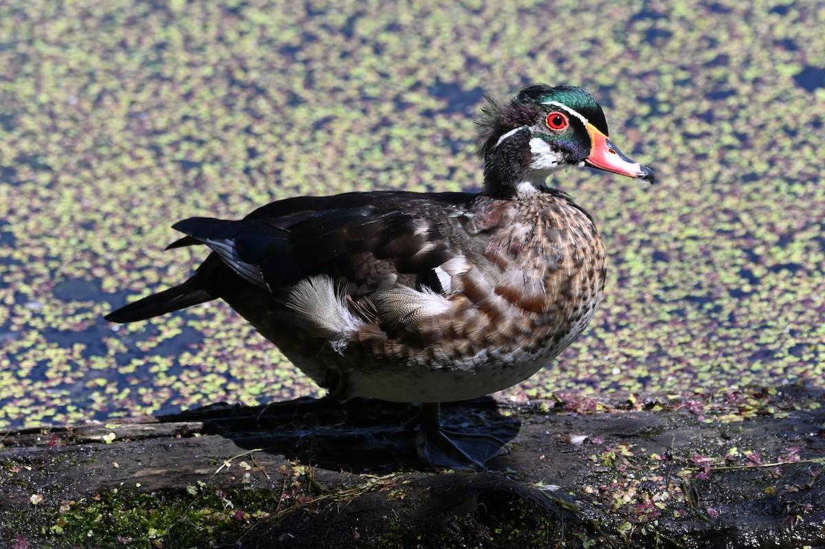 Wood Duck - ML620647269