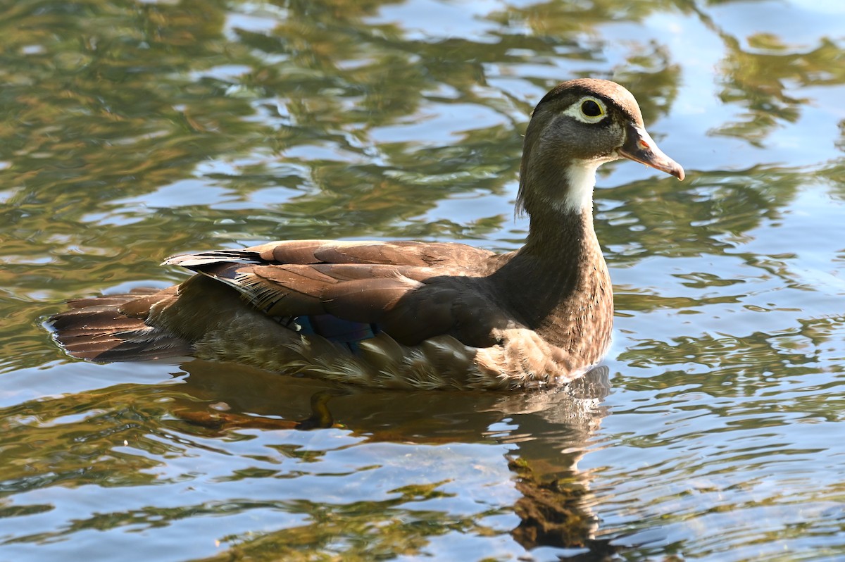 Wood Duck - ML620647270