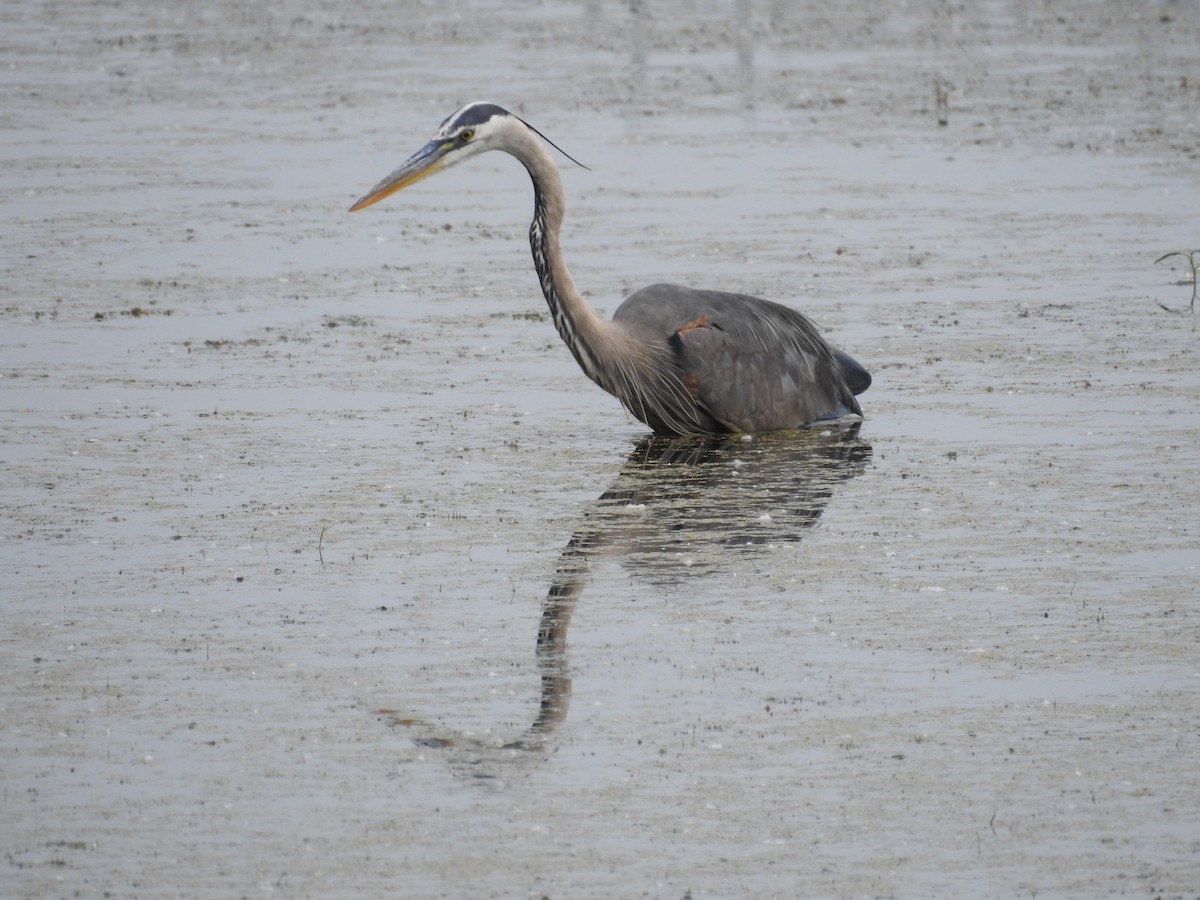 Garza Azulada - ML620647271