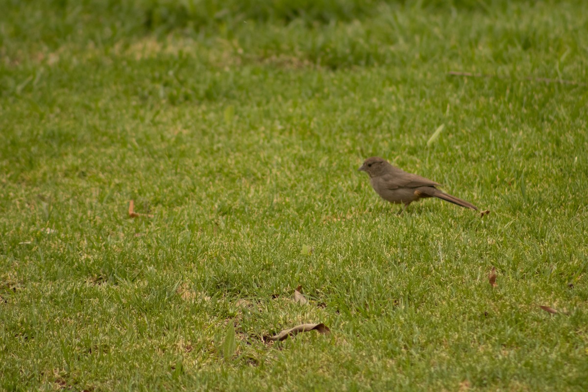 Canyon Towhee - ML620647272