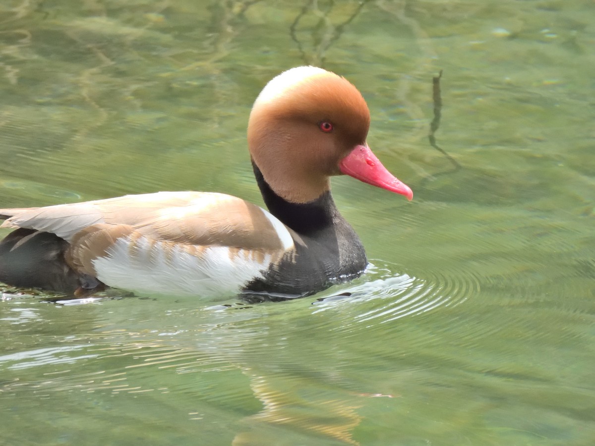 Red-crested Pochard - Colin Fisher