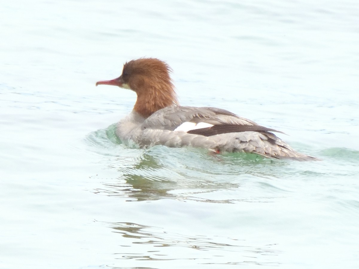 Common Merganser - ML620647275