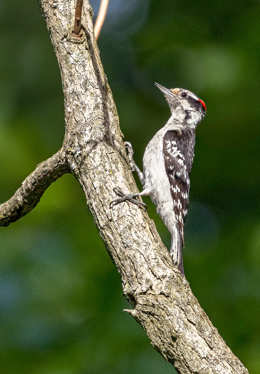 Downy Woodpecker - ML620647277