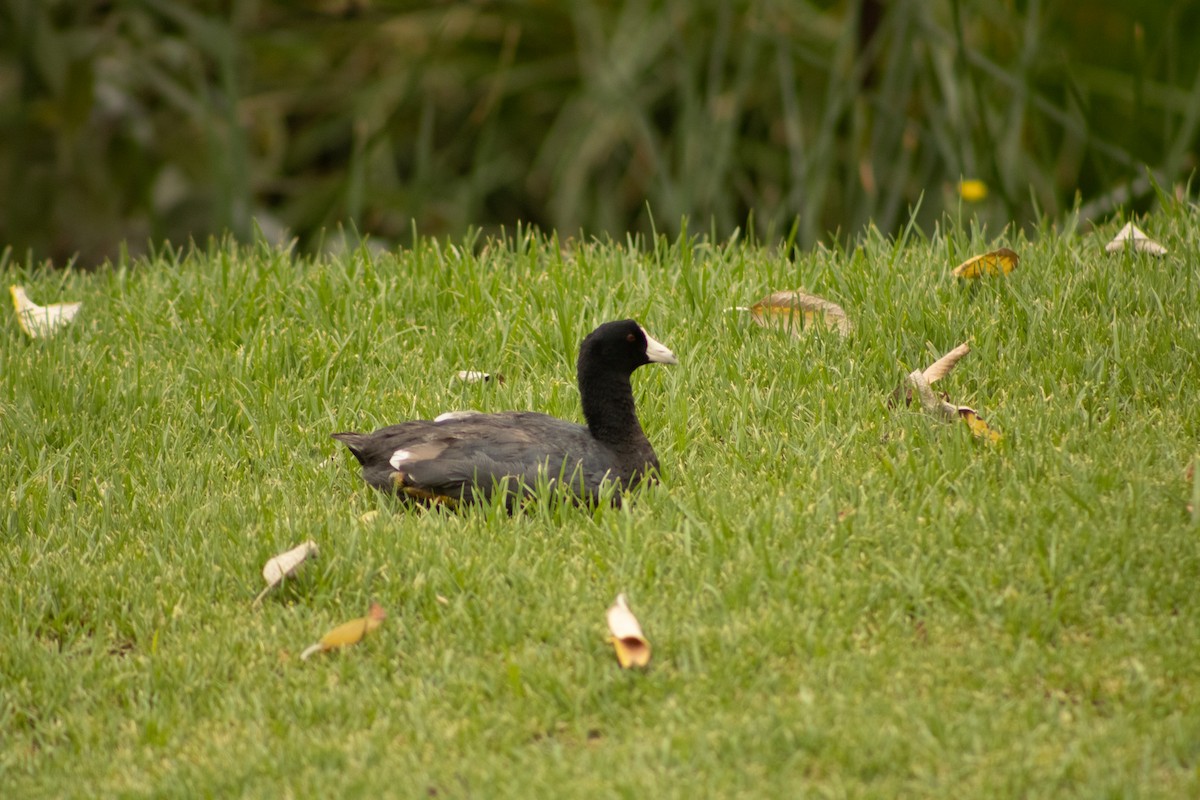 American Coot - ML620647278