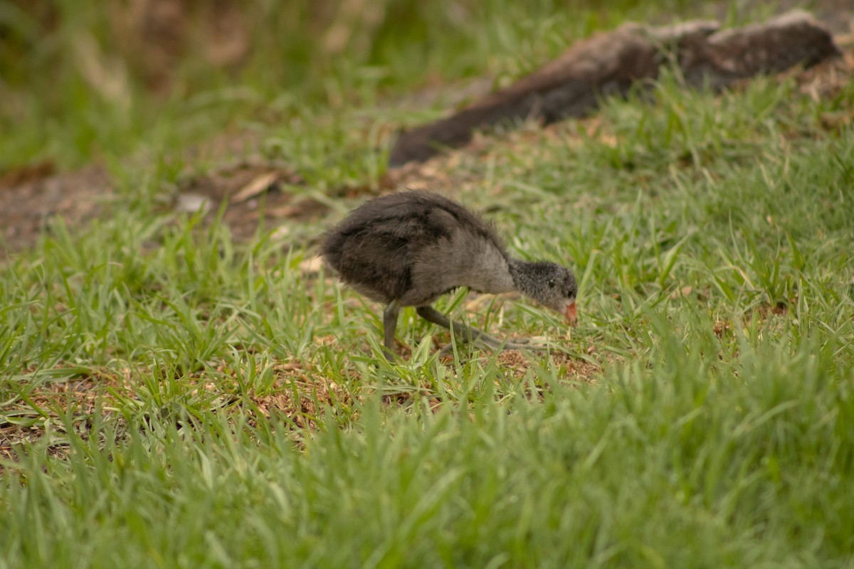 American Coot - Hanji Eduardo Alegría Ovando